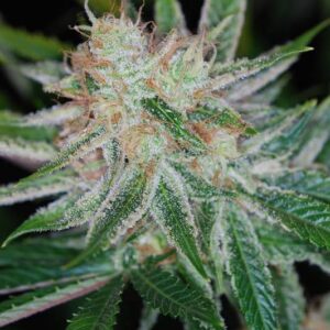 Pandora's Box Regulérní