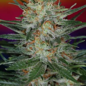 Scarlet Queen Regulérní