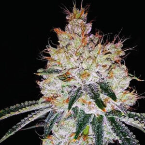 OGesus Auto Feminizovaná