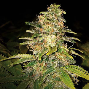 Critical Blue Auto Feminizovaná