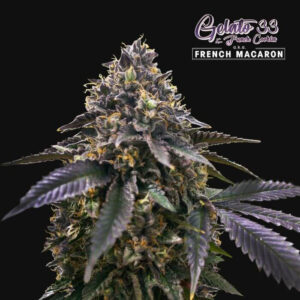 French Macaron Feminizovaná