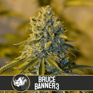 Bruce Banner #3 Feminizovaná