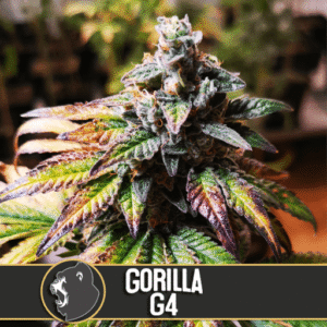 Gorilla Glue #4 Feminizovaná