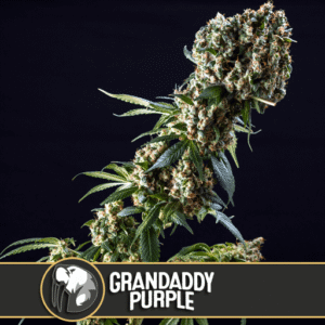 Grandaddy Purple Feminizovaná