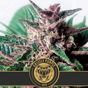 Grizzly Purple Auto Feminizovaná