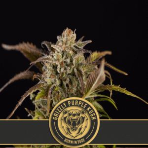 Grizzly Purple Kush Feminizovaná