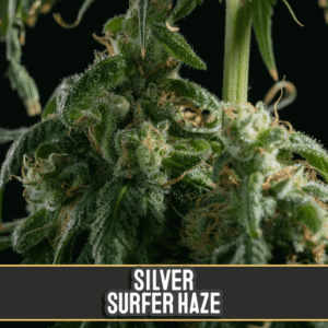 Silver Surfer Haze Feminizovaná