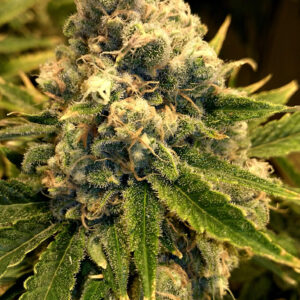 Safety Meeting Regulérní