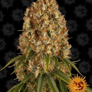 Orange Sherbert Feminizovaná