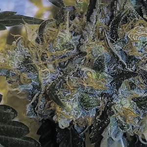 Banana Sherbet x Chocolate Regulérní