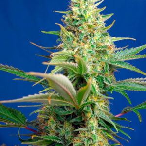 Sweet Pure CBD Auto Feminizovaná