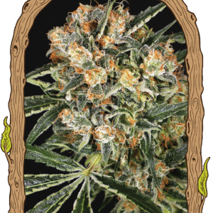 Hippie Therapy CBD Feminizovaná