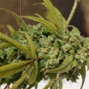 Gorilla SFV OG Feminizovaná