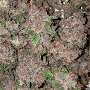 Phantom Cookies Domina Feminizovaná