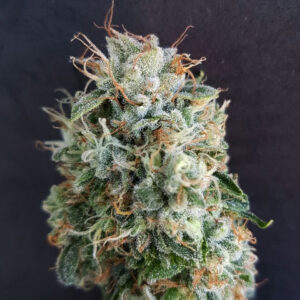 Chemdog Millionaire Guava Feminizovaná