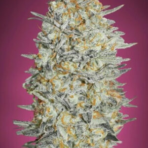 Gelato #33 Feminizovaná