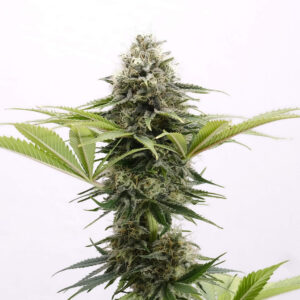 Mama Cultiva Feminizovaná