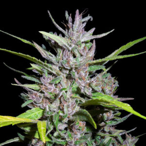 Honduras x Panama Regulérní