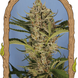 Herz OG Auto Feminizovaná