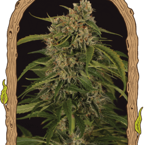 Sir Jack Pure CBD Auto Feminizovaná