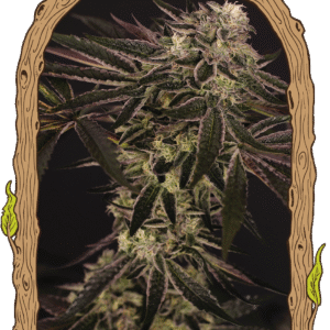 Purple Shot Feminizovaná