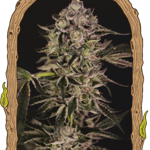 Quick Sherbet Feminizovaná