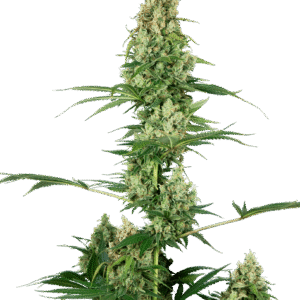 Silver Fire Feminizovaná