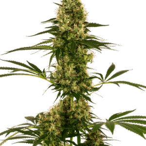 Blue Bullet Auto Feminizovaná