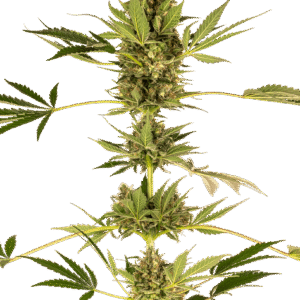 Himalayan CBD Feminizovaná