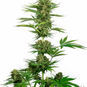 Satin Black Domina CBD Feminizovaná