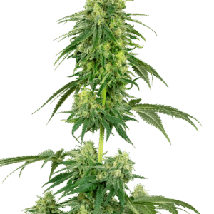 Strawberry Kush Feminizovaná