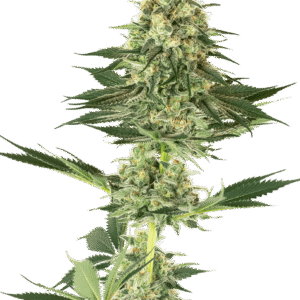 Banana Kush Feminizovaná