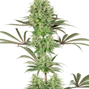 Double Banana Kush Feminizovaná