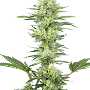 White Gorilla Haze Feminizovaná