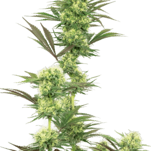 Guava Jelly Feminizovaná