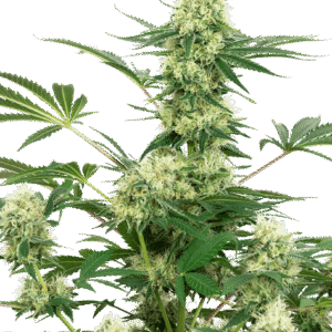 Wedding Cheesecake Feminizovaná