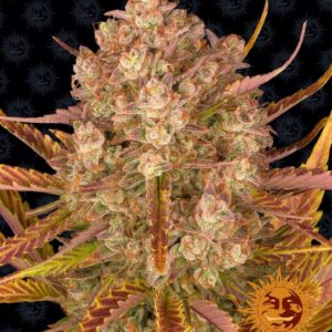 Dos Si Dos Auto Feminizovaná