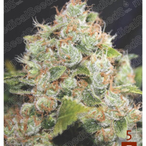 BCN Sour Diesel Feminizovaná