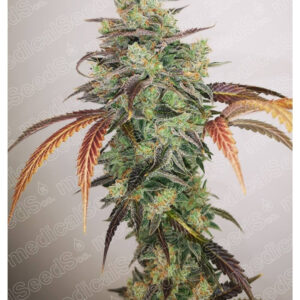 Y Griega CBD 2.0 Feminizovaná