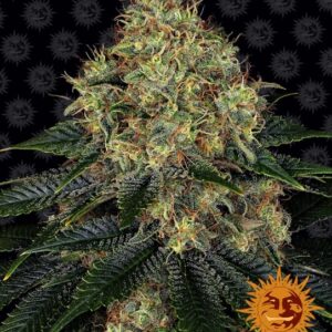 Skywalker OG Auto Feminizovaná