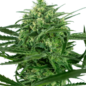 Sensi Amnesia Feminizovaná