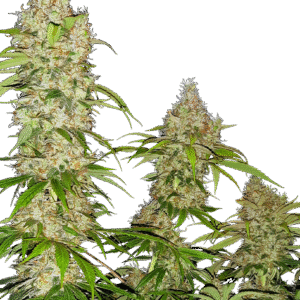 Banana Kush Cake Feminizovaná