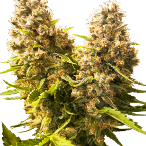 Banana Kush Cake Auto Feminizovaná