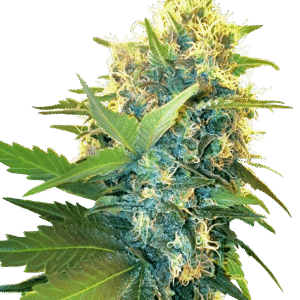 Double Kush Cake Feminizovaná