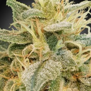 Relief CBD Feminizovaná Seeds (CBDrelief‚Ñ¢) - 10