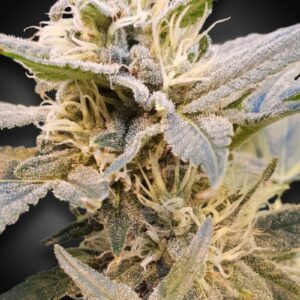 Delight CBD Feminizovaná Seeds (CBDelight‚Ñ¢) - 10