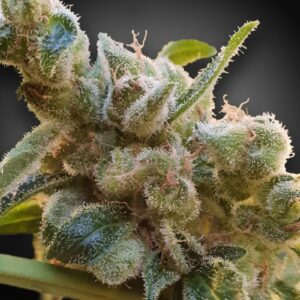 Relax CBD Feminizovaná Seeds (CBDrelax‚Ñ¢) - 3