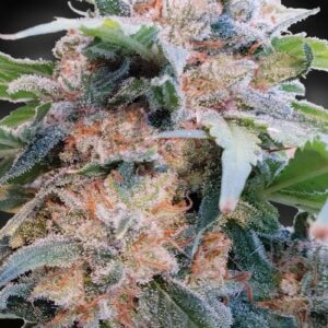Dream CBD Feminizovaná Seeds (CBDream‚Ñ¢) - 10