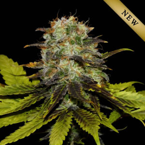 Persian Prince Feminizovaná