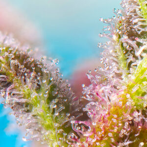 Purple Punch OG Feminizovaná